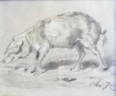 JACQUE Charles (1813-1894) «Porc» Mine de plomb et rehauts de craie, signée en bas...