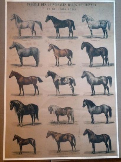 Albert ADAM (né en 1833) Les races de chevaux
Reproduction lithographique . Rousseurs.
69,2...