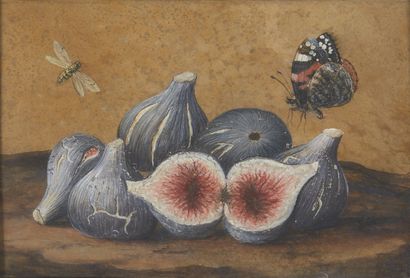  Cercle de Giovanna Garzoni, 



Italienne 1600-1670- 



Nature morte de figues... Gazette Drouot