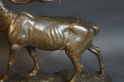 Clovis-Edmond MASSON Clovis-Edmond MASSON (1838-1913) Cerf, Bronze à patine brun...