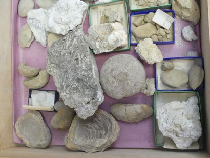 Importante réunion de pierres et fossiles Importante réunion de pierres et fossiles...
