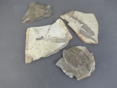 Réunion de pierres et fossiles Réunion de pierres et fossiles de diverses tailles...