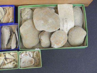 Réunion de minéraux, coquillages et fossiles Réunion de minéraux, coquillages et...