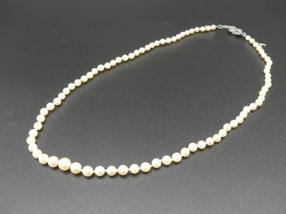 COLLIER Collier de perles de culture, longueur 52 cm.