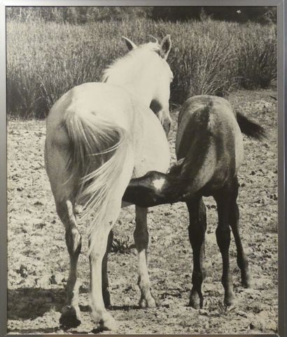 null Lucien CLERGUE (1934-2014). Famille de chevaux, Camargue 1965, épreuve argentique....