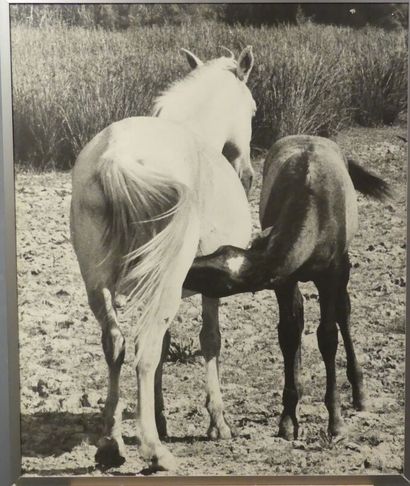 null Lucien CLERGUE (1934-2014). Famille de chevaux, Camargue 1965, épreuve argentique....