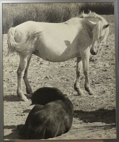 null Lucien CLERGUE (1934-2014). Famille de chevaux, Camargue 1965, épreuve argentique....