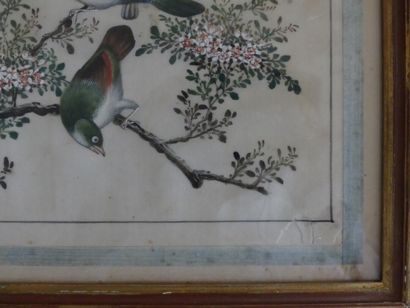 null Quatre peintures sur soie figurant des oiseaux branchés. Dimensions : 24 x 35...