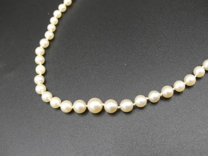 Collier de perles Collier de perles de culture en chute, longueur 52 cm.