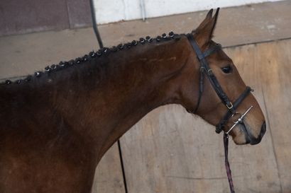 null Justino du Jardin is a 3 year old bay gelding. Son of Conte de Bellini for a...