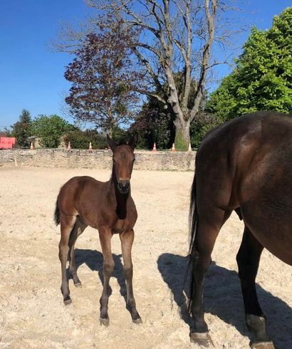 null M du Jardin is a young bay filly aged 1 month. She is a direct daughter of the...