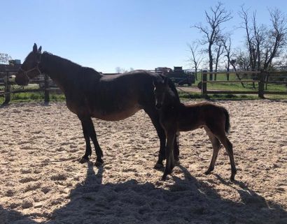 null M du Jardin is a young bay filly aged 1 month. She is a direct daughter of the...