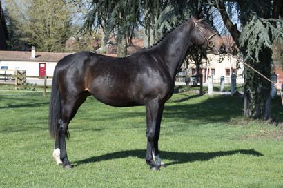 Johni Walker des Blés Johni Walker des Blés is a 3 years old bay stallion. His sire...