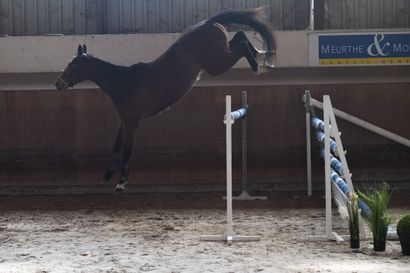 null Justino du Jardin is a 3 year old bay gelding. Son of Conte de Bellini for a...