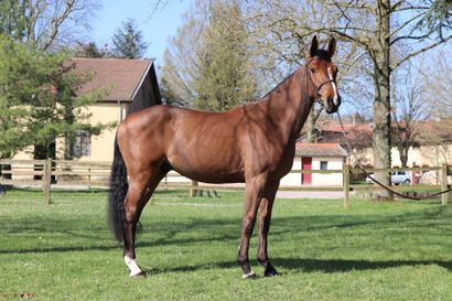 null Bamboleo du Plevau Z is a 3 year old bay gelding. His sire is Bamako de Muze...