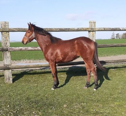 null Litle Star de Baimont is a young bay filly, 1 year old. She is a daughter of...