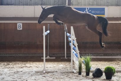 null Bamboleo du Plevau Z is a 3 year old bay gelding. His sire is Bamako de Muze...