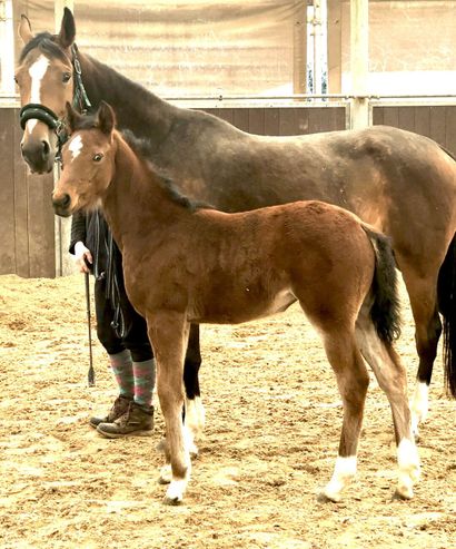 null Mytea des Blés is a very nice little bay filly by Comme IL Faut, a stallion...