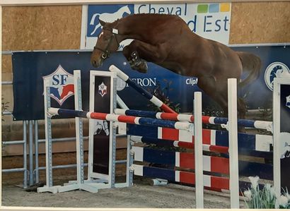 null Jafar du Gué is a very promising 3 year old chestnut stallion. He is a son of...