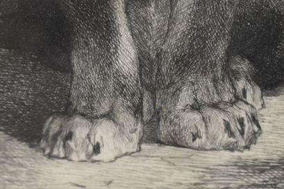 null Auguste André LANÇON (1836-1887), Lion, eau-forte. Signé en bas à droite et...