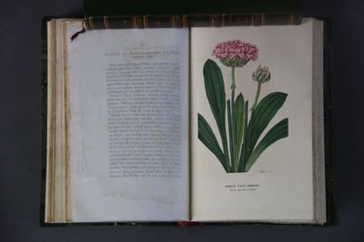 null COLLECTIVE. Annals of Flora and Pomona, or Journal of Gardens and Fields. By...