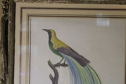 null D'après Louis-Pierre VIEILLOT (1748 - 1830), L'Oiseau de Paradis Emeraude et...
