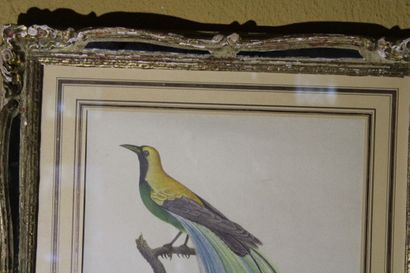 null D'après Louis-Pierre VIEILLOT (1748 - 1830), L'Oiseau de Paradis Emeraude et...