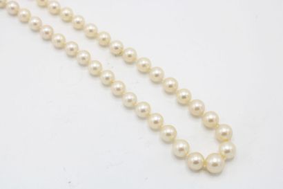 null Necklace of cultured pearls in fall, the clasp in yellow gold 18k (750/1000)...