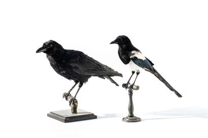 null 
UNE CORNEILLE ET UNE PIE

Corvus corone et 
Pica pica.