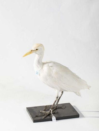 null 
HERON GARDE BŒUFSBulbucus ibis NON CITES, UE A. Né et élevé en captivité et...