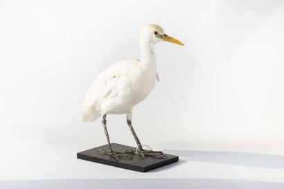 null 
HERON GARDE BŒUFSBulbucus ibis NON CITES, UE A. Né et élevé en captivité et...