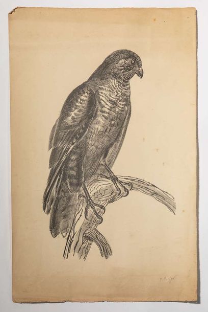 null RAYMOND BIGOT (1872-1953)

Faucon sur une branche

lithographie, signée au crayon...