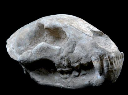 null Rare crâne fossilisé de mammifère (probablement de tigre) dans sa gangue, Asie....