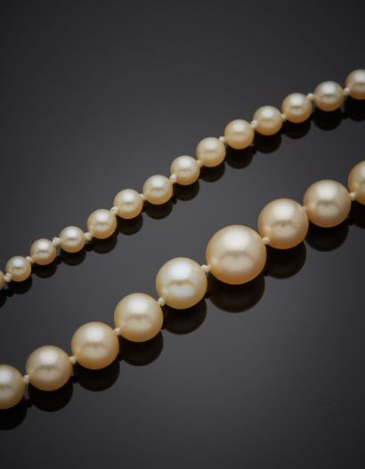 null NECKLACE composed of a row of falling cultured pearls. Geometric clasp in white...