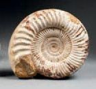 null GRANDE AMMONITE PARKINSONIA (callovien). Madagascar. 23cm