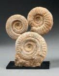 null PRÉSENTATION DE 3 AMMONITES, sur socle acier Région de Caen. 9 à 11cm