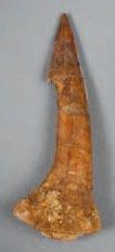 null DENT D'ONCHIPRISTIS NUMIDIS (requin scie) 100MA. 9cm