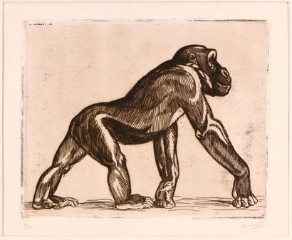 null André MARGAT (1903-1999)

"Chimpanzé en marche"

Gravure sur papier, signée...