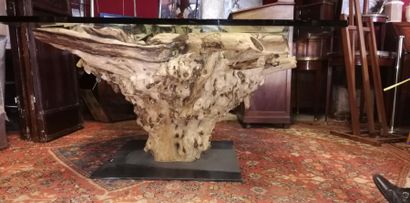 null Table, foot in olive root, rare, metal base and glass top thickness 3cm, XXth,...