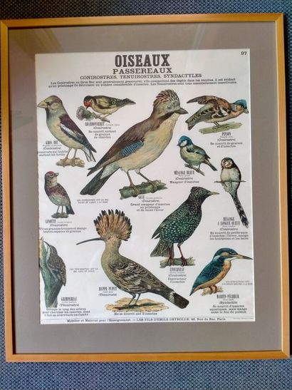null Affiche "Oiseaux Passereaux" 56,5x44,5cm.