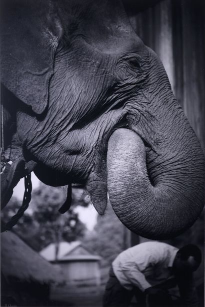 null Nicolas QUENTIN "Pour la défense des éléphants 2012" Cambodge, Mondol Kiri