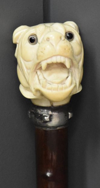 null Cane with ivory dog head.