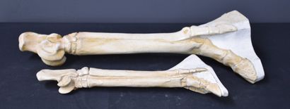 null 兽医学校的解剖学石膏，代表动物的胫骨和蹄子。高度：37厘米和23厘米。