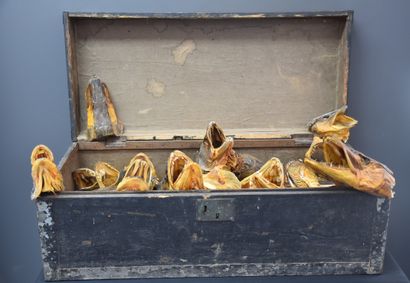 null Taxidermy. Amusing fisherman's box containing 30 dried barracuda heads.