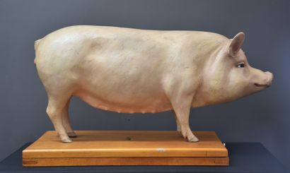 null 教训性的树脂剥皮，代表一只猪。20世纪中期的作品。安装在一个木质底座上，分两部分打开。长61厘米。高度：30厘米。