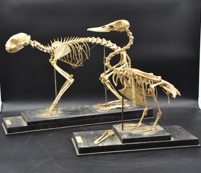一套2个说教式兽医学校骨架。猫和鸭子。(下颌骨脱落)。