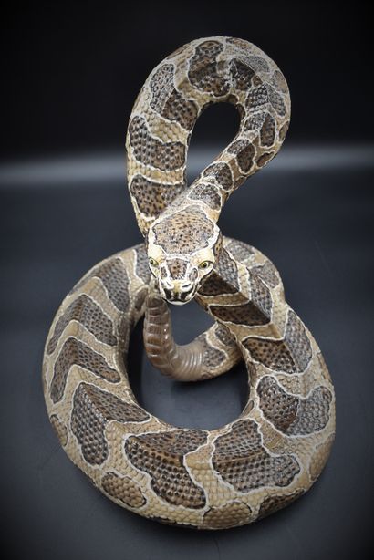 Ronzan., Ronzan. Italian polychrome ceramic representing a rattlesnake. Height :...