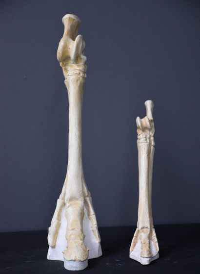 null 古怪的人。兽医学校的解剖模型，代表动物的胫骨和蹄子。高度：37厘米和23厘米。