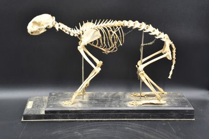 null 一套2个说教式兽医学校骨架。猫和鸭子。(下颌骨脱落)。