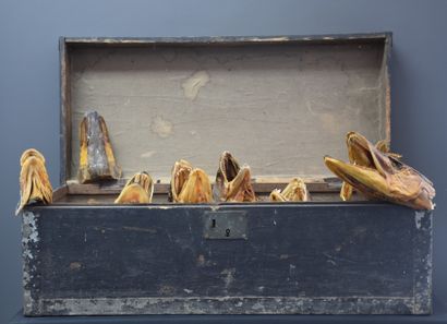 null Taxidermy. Amusing fisherman's box containing 30 dried barracuda heads.